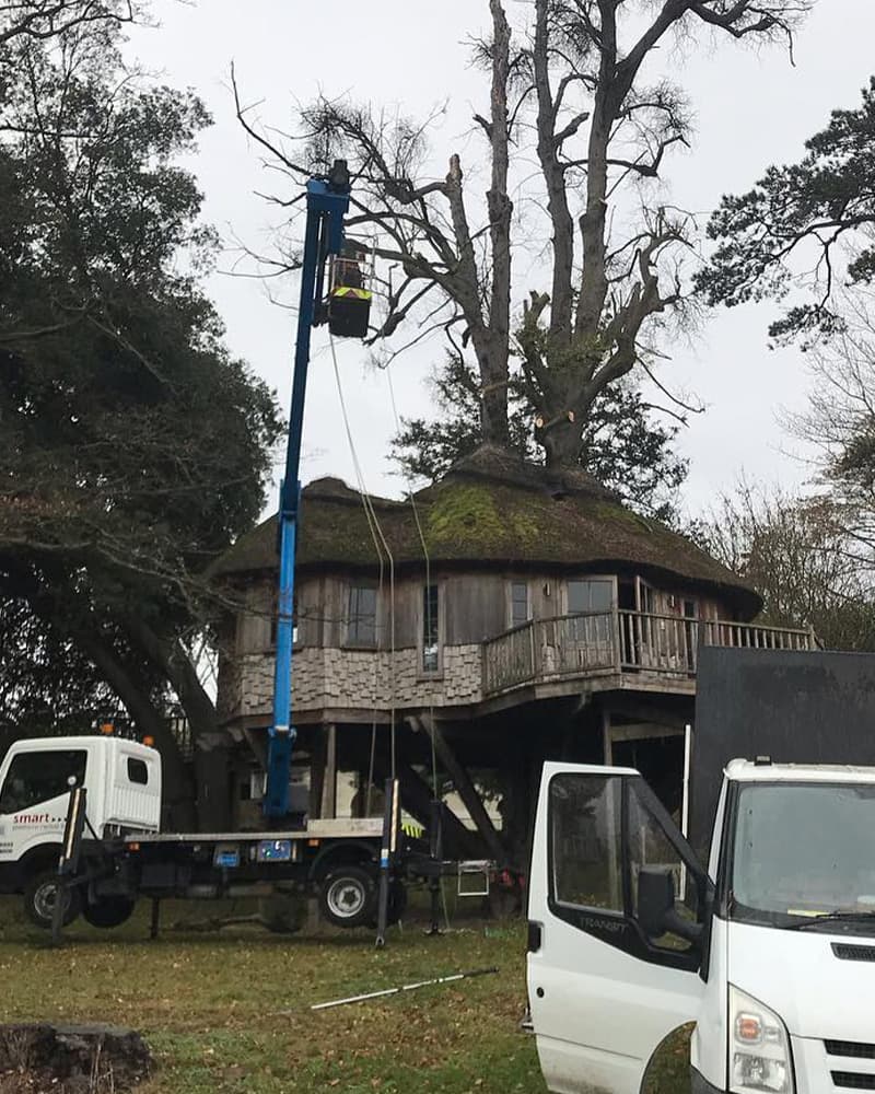 Tony G, Hertfordshire Trees